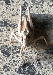 Shirakiacris shirakii