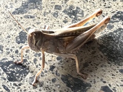 Shirakiacris shirakii