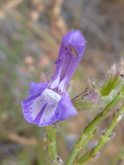 Salvia albicaulis