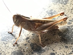 Shirakiacris shirakii
