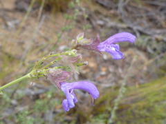 Salvia albicaulis