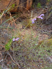 Salvia albicaulis