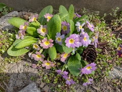 Primula vulgaris rubra