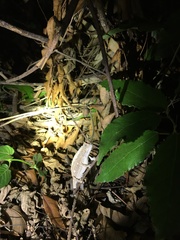 Rieppeleon kerstenii