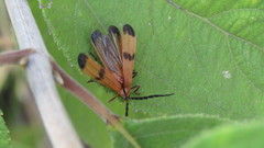 Calopteron