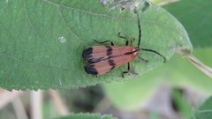 Calopteron