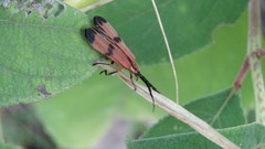 Calopteron