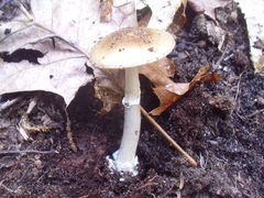 Amanita solaniolens
