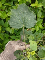 Hibiscus diversifolius