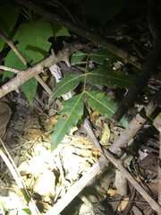 Rieppeleon kerstenii