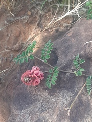 Indigofera alternans