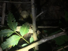 Rieppeleon kerstenii