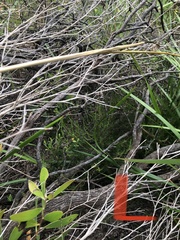Lycopodium deuterodensum