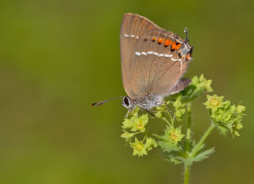Žydrataškis Uodeguotis nuotrauka