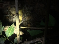 Rieppeleon kerstenii