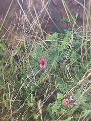 Indigofera alternans