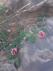 Indigofera alternans