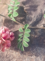 Indigofera alternans