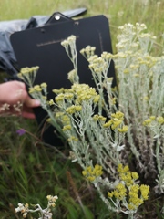 Helichrysum callicomum