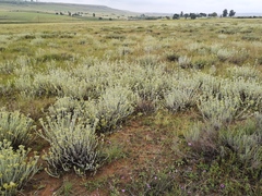 Helichrysum callicomum
