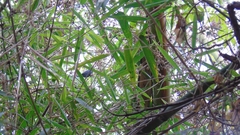 Cercomacra brasiliana