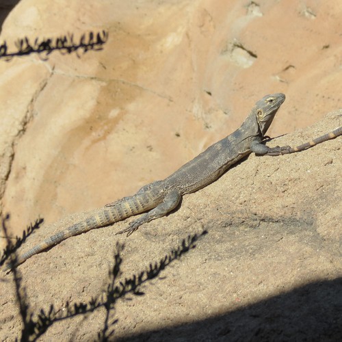 San Esteban Island × Sonoran Spiny-tailed Iguana