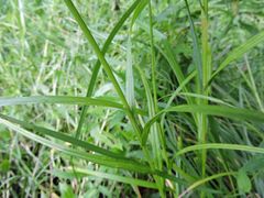 Carex tribuloides