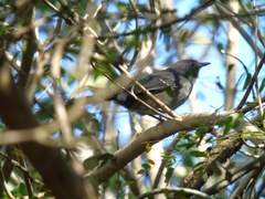 Cercomacra melanaria