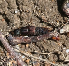 Platydracus cinnamopterus