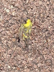 Crithagra flaviventris