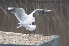 Chroicocephalus ridibundus
