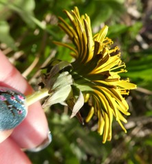 Taraxacum