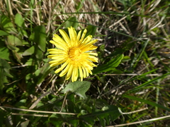 Taraxacum