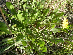 Taraxacum