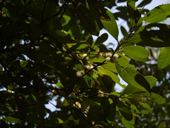 Litsea stocksii