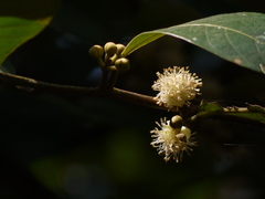 Litsea stocksii