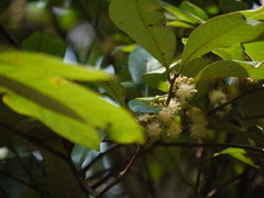 Litsea stocksii