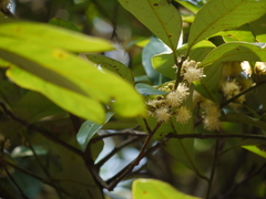 Litsea stocksii
