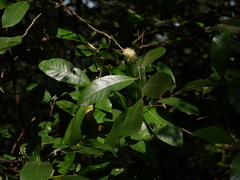 Litsea stocksii