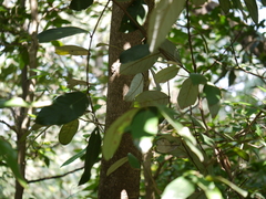Litsea stocksii