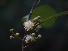 Litsea stocksii