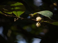 Litsea stocksii