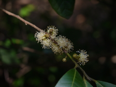 Litsea stocksii