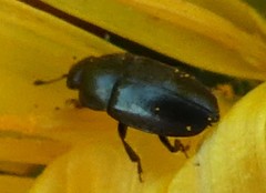 Coleoptera