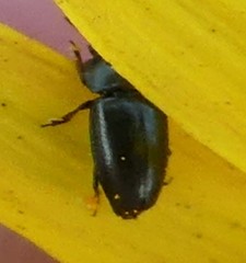 Coleoptera