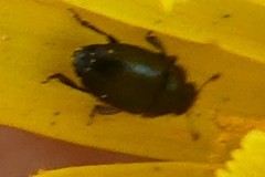 Coleoptera
