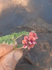Indigofera alternans