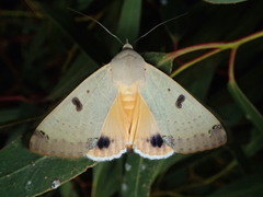 Ophiusa parcemacula