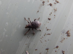 Tropiphorus elevatus