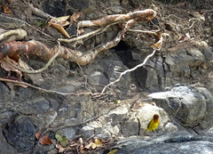 Setophaga petechia xanthotera